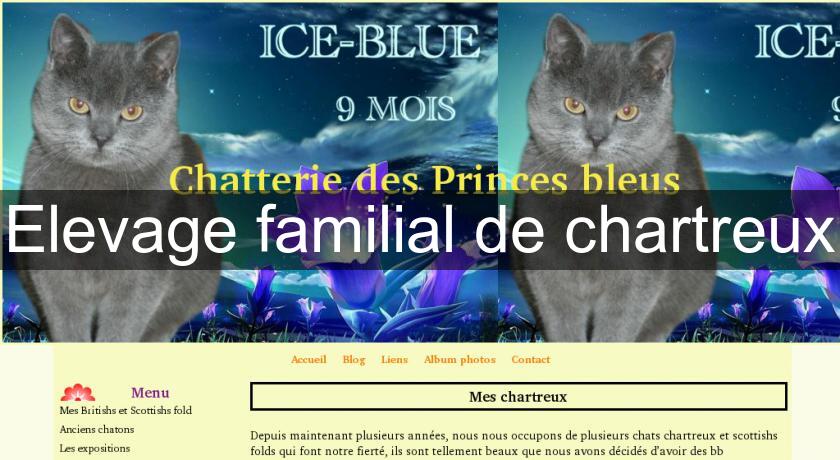 Elevage familial de chartreux