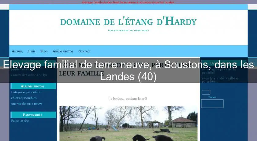 Elevage familial de terre neuve, à Soustons, dans les Landes (40)