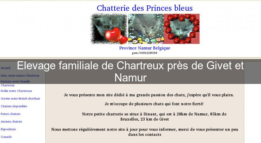 Elevage familiale de Chartreux près de Givet et Namur Elevage familiale de Chartreux près de Givet et Namur