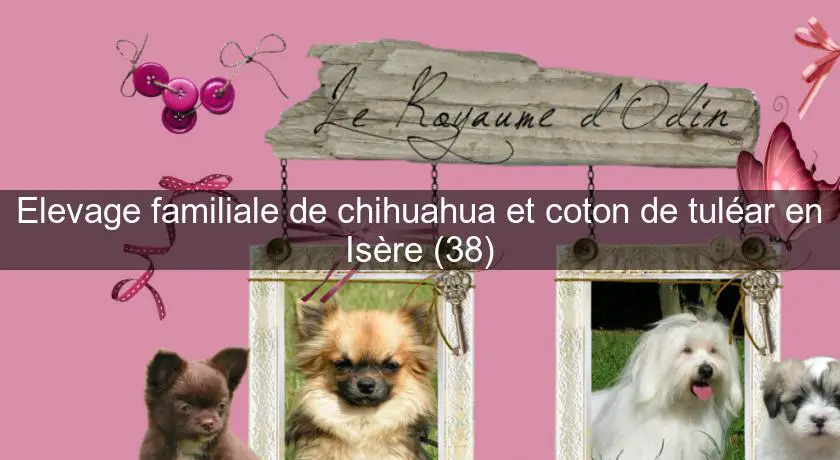 Elevage familiale de chihuahua et coton de tuléar en Isère (38)