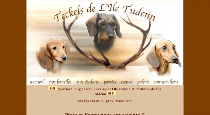 Elevage teckel de l'ile tudenn Chien Elevage teckel de l'ile tudenn Chien