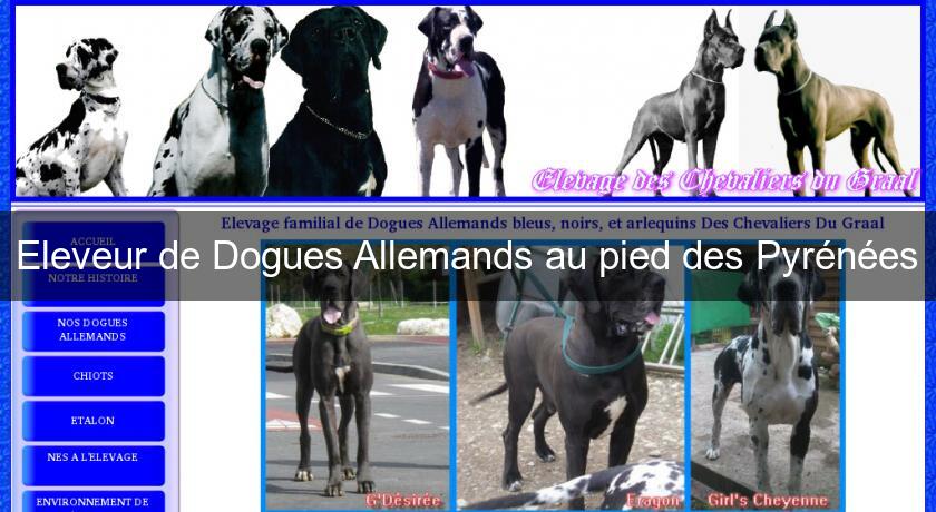 Eleveur de Dogues Allemands au pied des Pyrénées Eleveur de Dogues Allemands au pied des Pyrénées