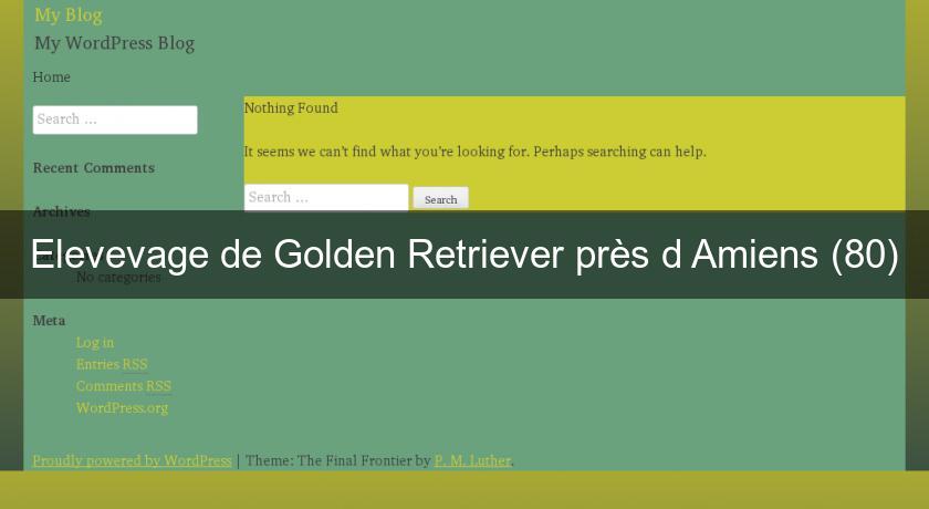Elevevage de Golden Retriever près d'Amiens (80) Elevevage de Golden Retriever près d'Amiens (80)