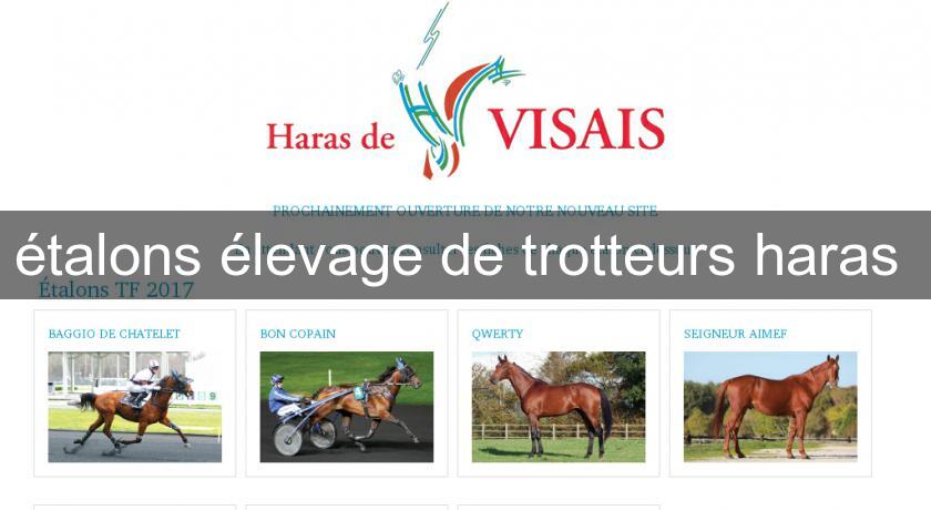 étalons élevage de trotteurs haras 