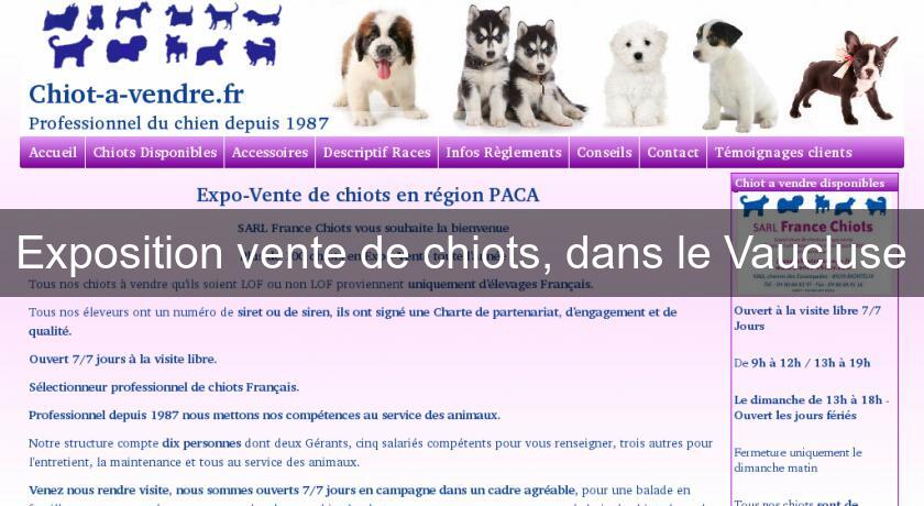 Exposition vente de chiots, dans le Vaucluse