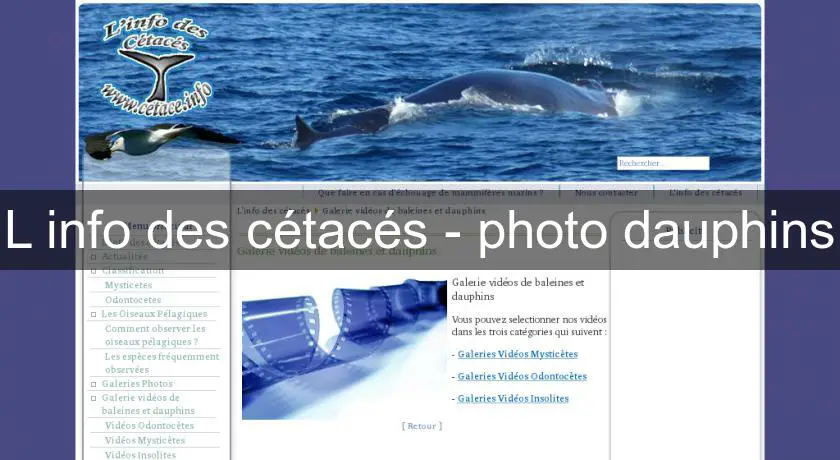 L'info des cétacés - photo dauphins