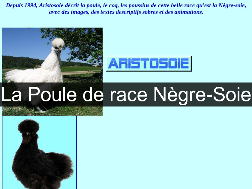 La Poule de race Nègre-Soie La Poule de race Nègre-Soie