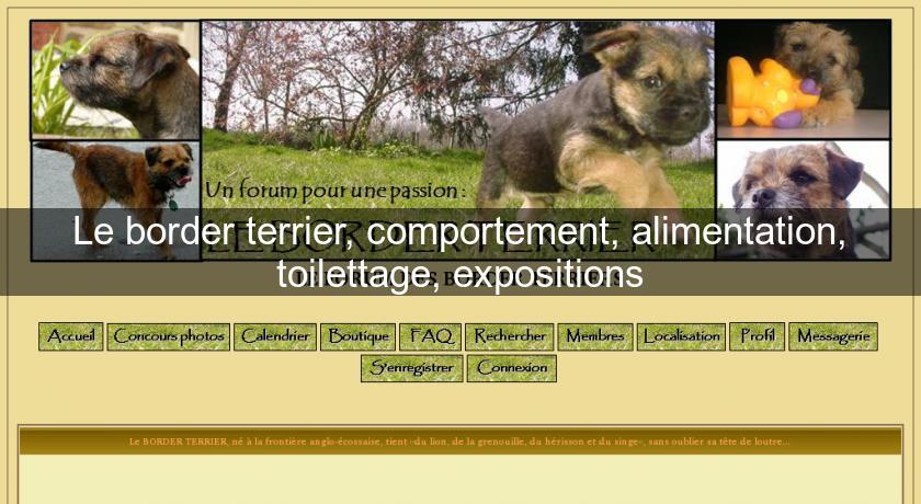 Le border terrier, comportement, alimentation, toilettage, expositions Le border terrier, comportement, alimentation, toilettage, expositions