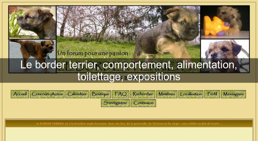 Le border terrier, comportement, alimentation, toilettage, expositions