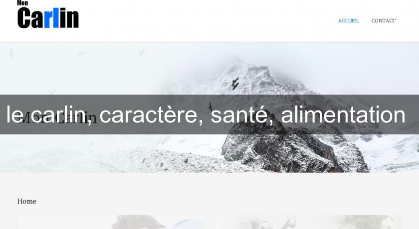 le carlin, caractère, santé, alimentation le carlin, caractère, santé, alimentation