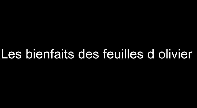 Les bienfaits des feuilles d'olivier Les bienfaits des feuilles d'olivier