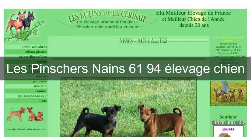Les Pinschers Nains 61 94 élevage chien