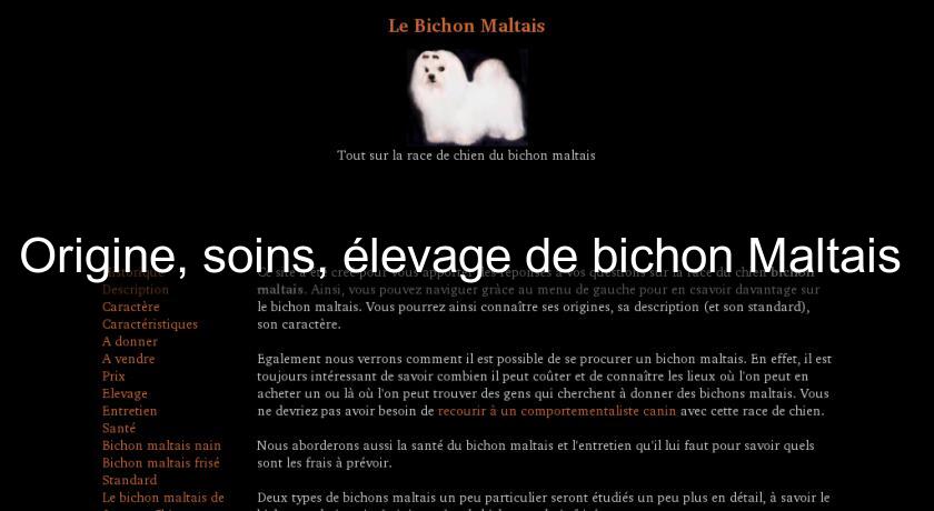 Origine, soins, élevage de bichon Maltais Origine, soins, élevage de bichon Maltais