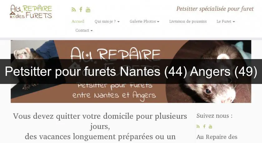 Petsitter pour furets Nantes (44) Angers (49)