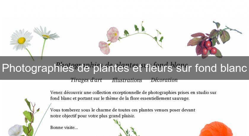 Photographies de plantes et fleurs sur fond blanc Photographies de plantes et fleurs sur fond blanc
