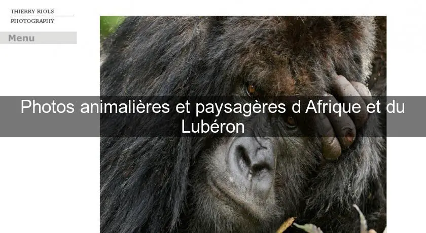 Photos animalières et paysagères d'Afrique et du Lubéron