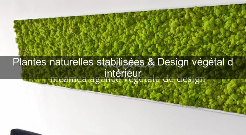 Plantes naturelles stabilisées & Design végétal d'intérieur