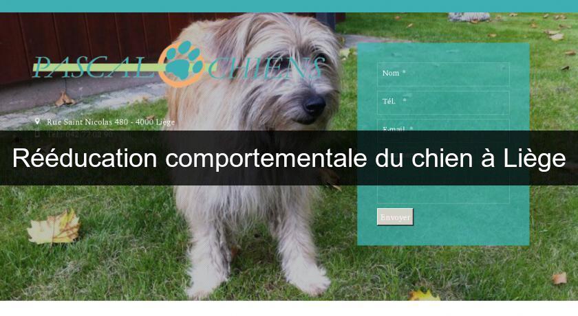 Rééducation comportementale du chien à Liège