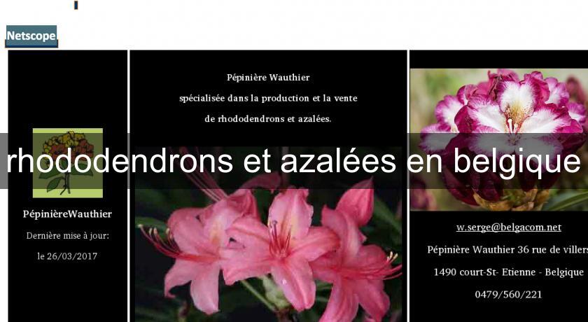 rhododendrons et azalées en belgique