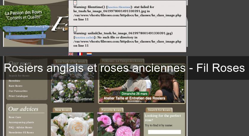 Rosiers anglais et roses anciennes - Fil Roses Rosiers anglais et roses anciennes - Fil Roses