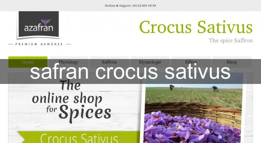 safran crocus sativus