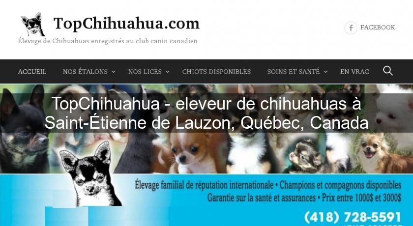 TopChihuahua - eleveur de chihuahuas à Saint-Étienne de Lauzon, Québec, Canada TopChihuahua - eleveur de chihuahuas à Saint-Étienne de Lauzon, Québec, Canada