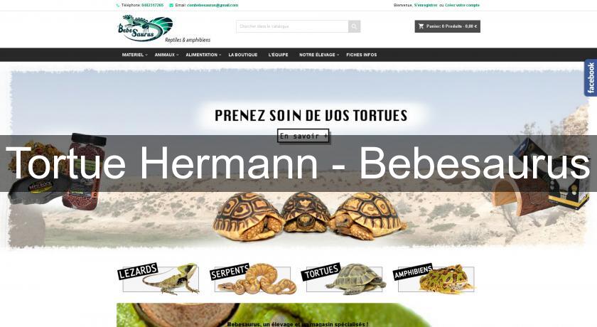 Tortue Hermann - Bebesaurus Tortue Hermann - Bebesaurus