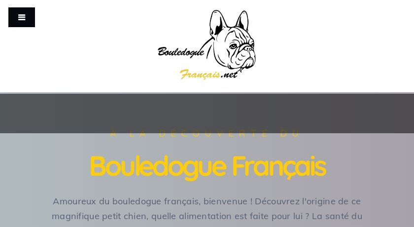 Tout savoir sur le bouledogue français Tout savoir sur le bouledogue français