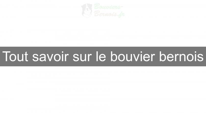 Tout savoir sur le bouvier bernois Tout savoir sur le bouvier bernois
