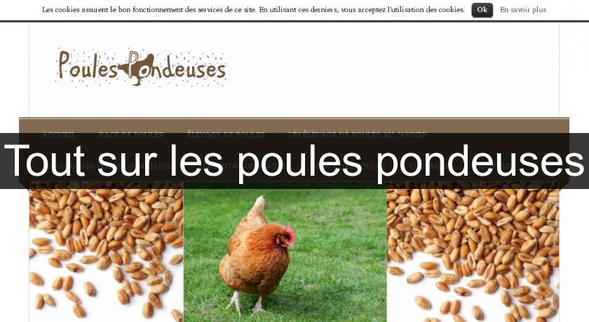 Tout sur les poules pondeuses