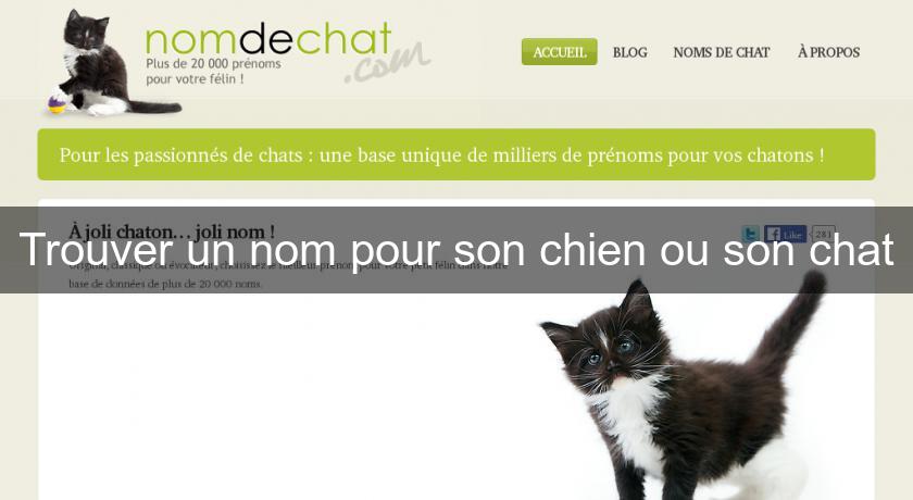 Trouver Un Nom Pour Son Chien Ou Son Chat Chat Trouver Un Nom Pour Son Chien Ou Son Chat Chat