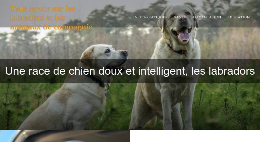 Une race de chien doux et intelligent, les labradors Une race de chien doux et intelligent, les labradors