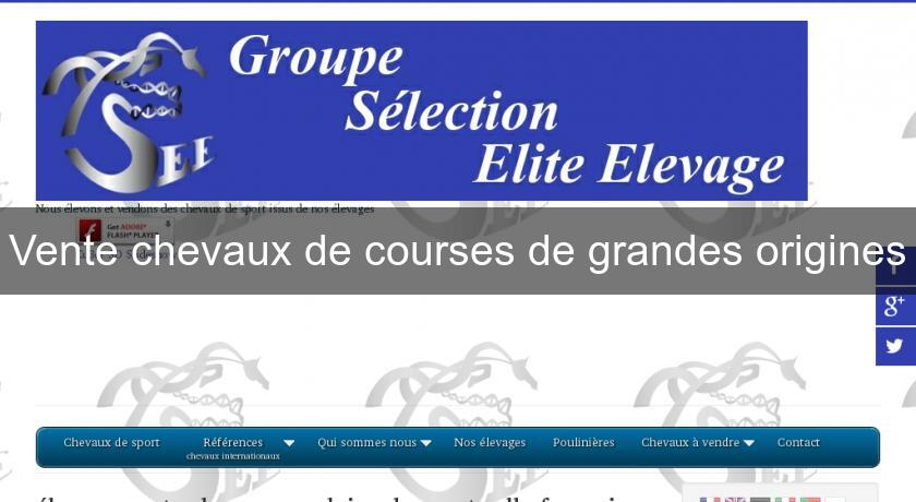 Vente chevaux de courses de grandes origines