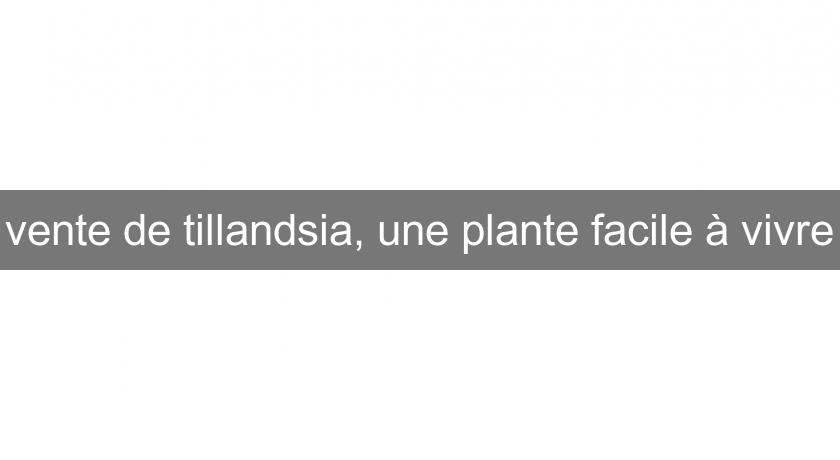 vente de tillandsia, une plante facile à vivre vente de tillandsia, une plante facile à vivre