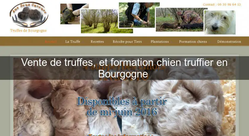 Vente de truffes, et formation chien truffier en Bourgogne 