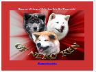 Akita Inu of Neko-Ken