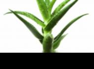 Aloe Vera Pour Tous