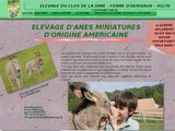 Ane miniature américain, Luzarches (95)