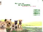 cairn terrier - élevage canin de la terrardière nord