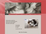 Comportementaliste pour chat en Picardie, sur Paris et dans le Nord Pas de Calais