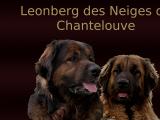 Elevage chien Leonberg dans l'Eure (27)