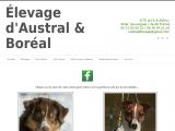 Elevage chiens Bergers australiens et Jack Russel, près de Montluçon (03)