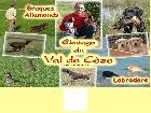 Elevage de Braques allemands, kurzhaar et labradors à Cornillon dans le Gard