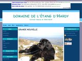Elevage familial de terre neuve, à Soustons, dans les Landes (40)
