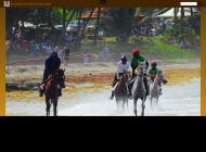 Equitation sur la plage en Martinique : Les Sabots dans le Sable