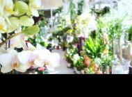 Fleurs, bouquets et art floral, Reims (51)