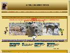 Le border terrier, comportement, alimentation, toilettage, expositions