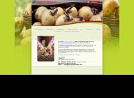 Semences et plants Pommes de terre