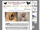 TopChihuahua - eleveur de chihuahuas à Saint-Étienne de Lauzon, Québec, Canada