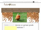 Tout sur les poules pondeuses